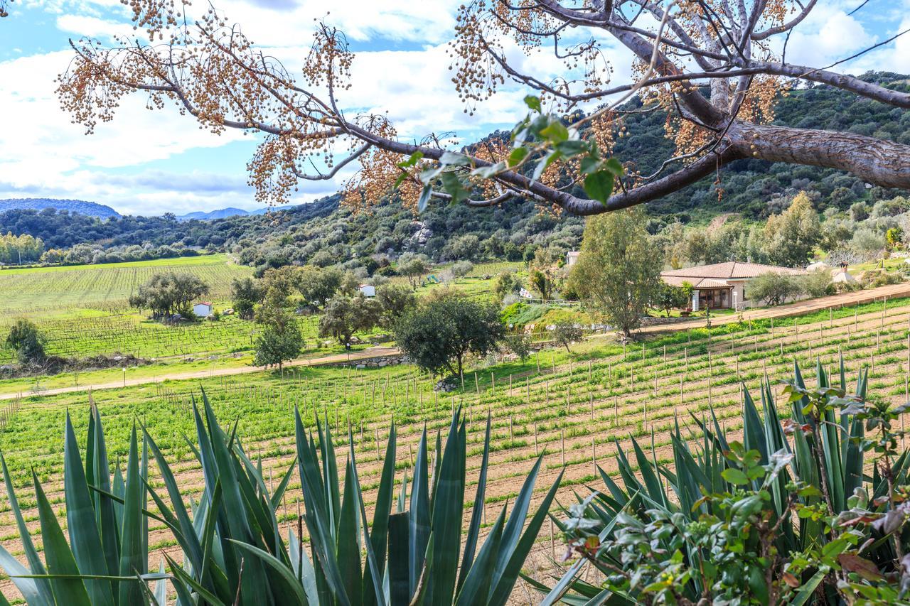 Agriturismo Su Solianu バリ・サルド エクステリア 写真